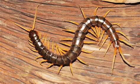  Scolopendra! En Mycelmästare Med Ett Söt tand