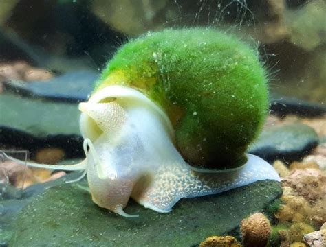  Tphong Snails: Masters of Camouflage that Delightfully Devour Decomposing Matter!