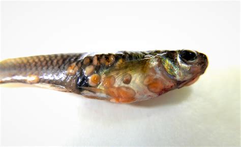  Rhoptria! Parasites of Fish and Amphibians that Deserve a Second Glance