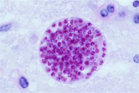  Toxoplasma! En mikroskopisk parasit som manipulerar beteendet hos sin värd!