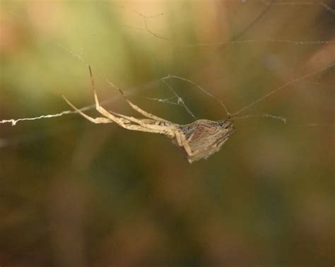  Uloborus! Spinnaren som bygger en fångst med en två-vägs-trapp